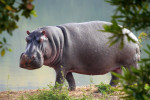   حيوان فرس النهر hippopotamus