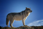   حيوان الذئب : تعرف على أهم صفاته وطريقة عيشه
