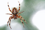   العنكبوت : معلومات عامة حول أنواع العناكب وفصيلتها